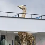 Girafe pour crèche modèle 3D